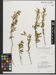Foto von Salix triandra subsp. amygdalina (L.) Schübl. & G. Martens